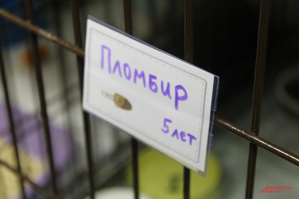 Пломбир ждёт нового хозяина
