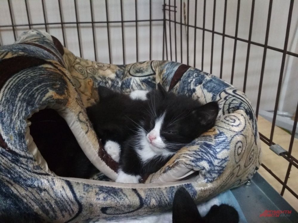 Не так давно у одной из кошек появились котята. Теперь всё семейство живет в новом помещении «Матроскина»