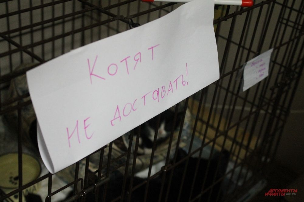 Около клетки с котятами было много посетителей