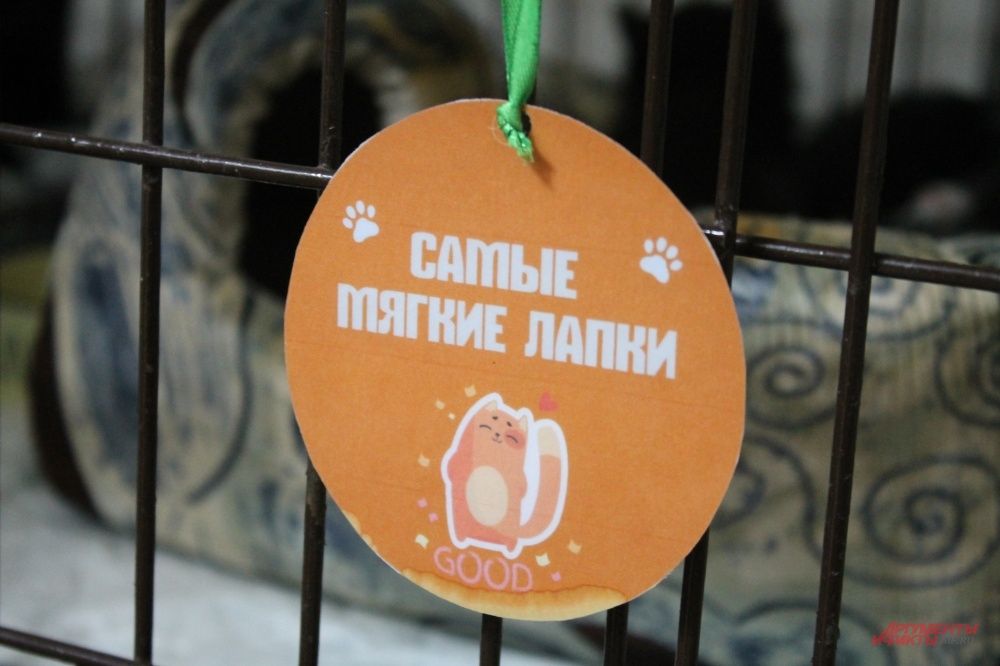 У многих кошек на клетках висят «медальки» за их достижения