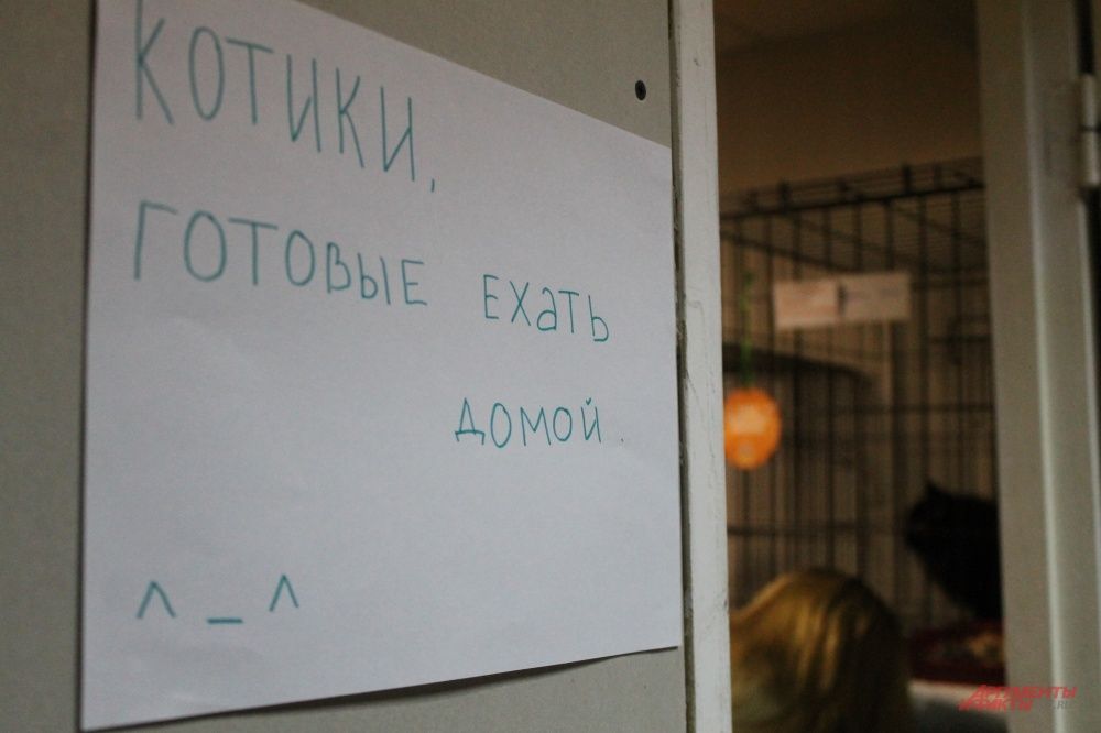 Все коты разделены по группам: кто-то только что прибыл в приют и находится на карантине, а кого-то уже можно забирать домой