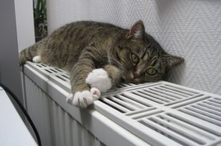 Выставка прошла в СКК им. Блинова.
