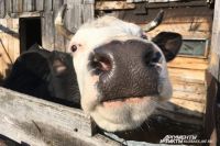 Почти 50 коров пытались незаконно вывезти из Омской области. 