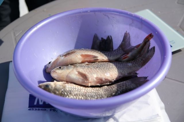 Через необеззараженную рыбную продукцию существует риск заражения более 20 видами паразитов.