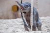 Новорожденный азиатский слон в зоопарке «Планкендель», Мехелен, Бельгия.
