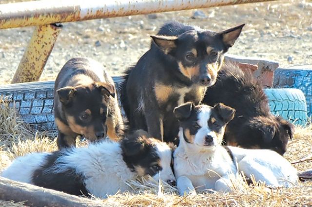 В 2017 году в больницы Салехарда обратились не менее десяти покусанных собаками.