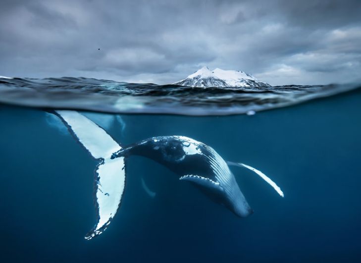 Синий кит – как король воды и хранитель всех подводных тайн.