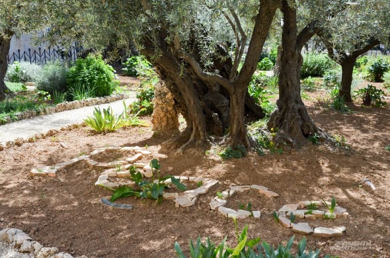 Гефсиманский сад в Иерусалиме.