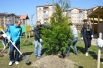 Около 100 крупномерных деревьев высажены в День древонасаждения на территории новых детсадов города.