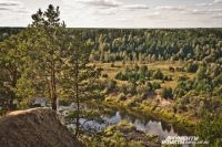 В Омской области уже не первый год незаконно вырубают леса.