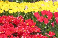 «Парад тюльпанов» в Никитском ботаническом саду. Апрель 2018.