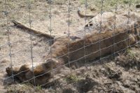 Прокуратура выявила нарушения на ферме, где умерли 12 оленей. 