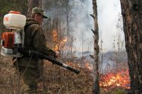 Из-за погибших пихт есть опасность лесного пожара.