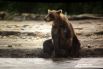 На Камчатке медвежата живут с мамой до трёх лет. 