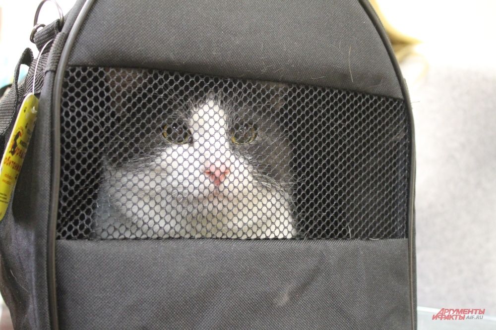 Этому коту повезло, он обрел новых хозяев