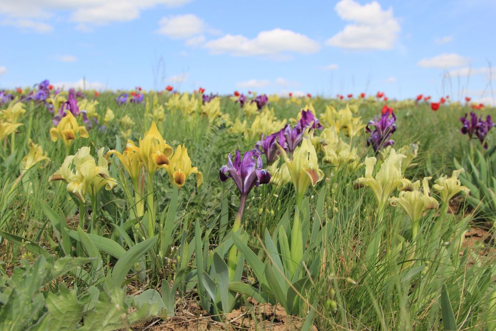 На экологической тропе «Лазоревый цветок» массовые цветения степных тюльпанов и ирисов.