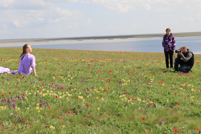 На цветение диких тюльпанов в Ростовскую область приезжают со всей России.
