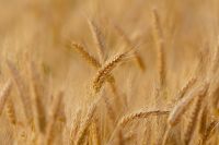 Проблема реализации зерна остро стоит почти каждый год