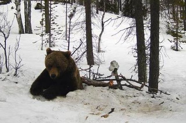 Что происходит с организмом медведя во время спячки? Комментарий специалиста / Хабр