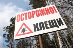 В этом году прогнозируется рост активности клещей.