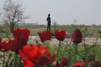На Солдатском поле в мае зацвели тюльпаны.