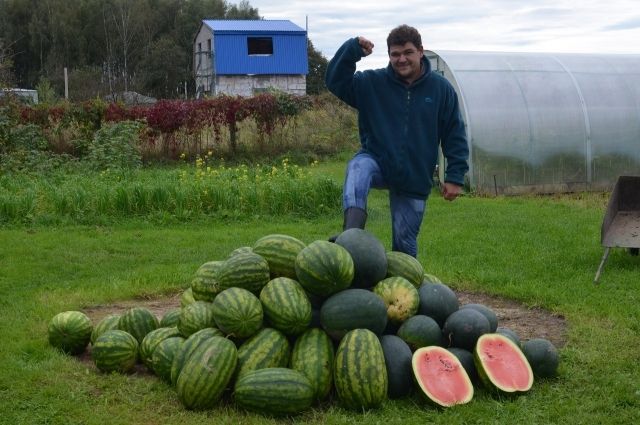 Шедевры в огороде. Фермер - о том, как вырастить арбузы в Тверской области