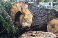 Вырубка деревьев в Барнауле