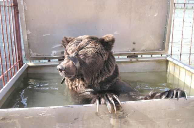 На новом месте питомец Павла Кудри - медведь Егор - обжился и уже регулярно принимает водные процедуры.