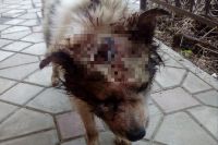 В Оренбурге мужчина зверски избил собаку