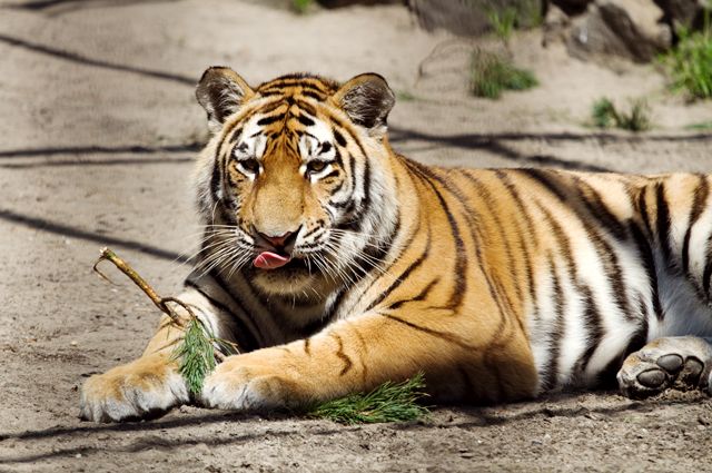 О тиграх Карина говорит с большой любовью и называет их котятами и «ребенками».