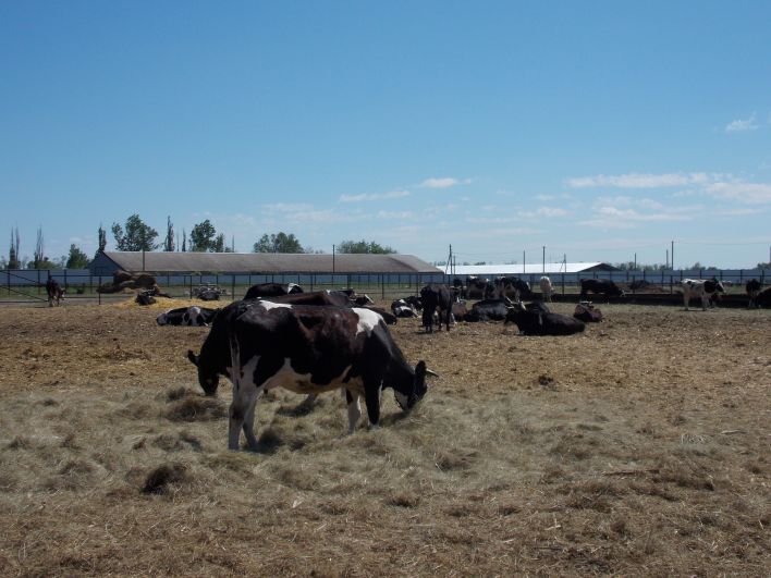 Корпус рассчитан на 72 головы крупного рогатого скота.