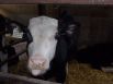 В будущем с каждой коровы животноводы будут получать по семь тонн молока в год.