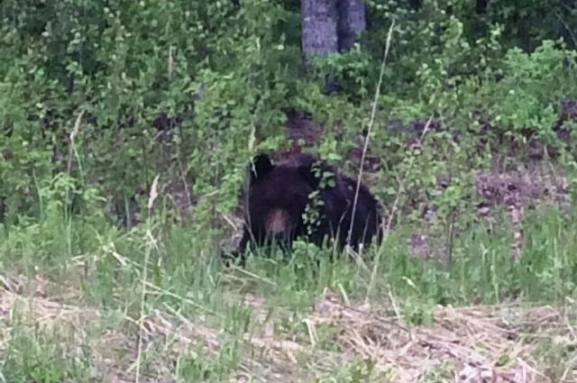 Медведь встретился в лесу мужчине в Советском районе