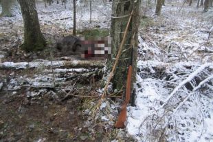 Максимальное наказание, которое может грозить депутату – до шести месяцев ареста.