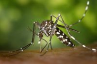 Иммунитет на комариные укусы