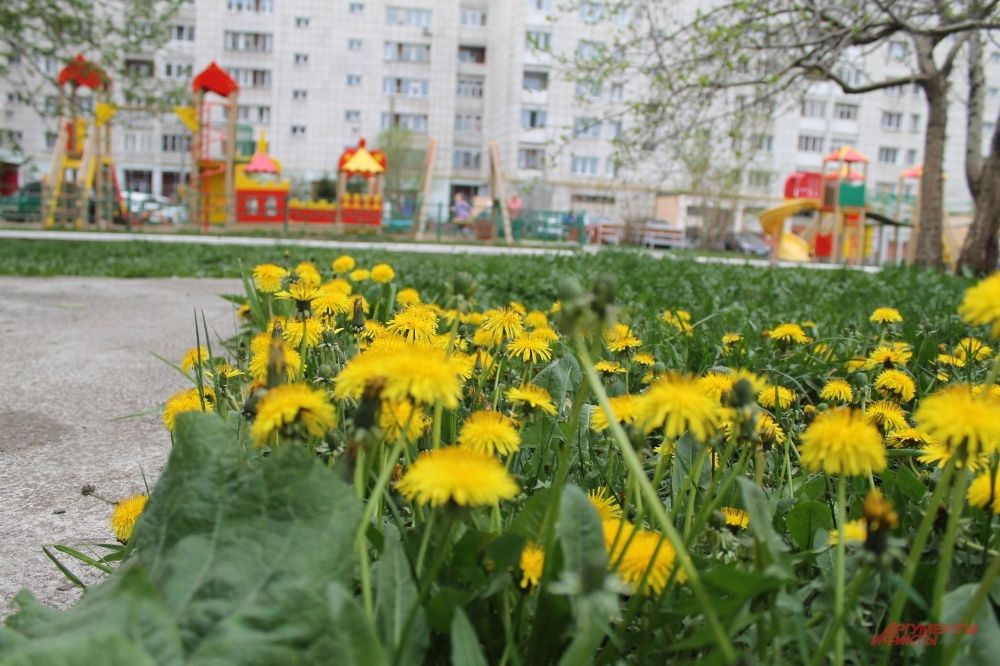 Желтые поляны одуванчиков