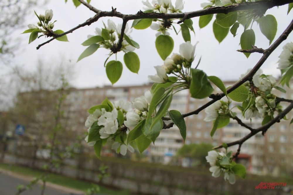 Аромат от яблонь наполняет улицу
