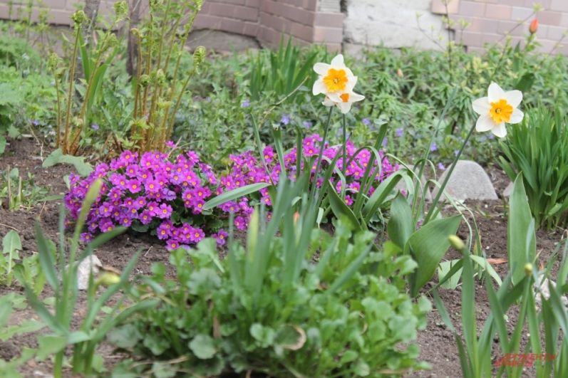 Жители многоквартирных домов сами высаживают цветы