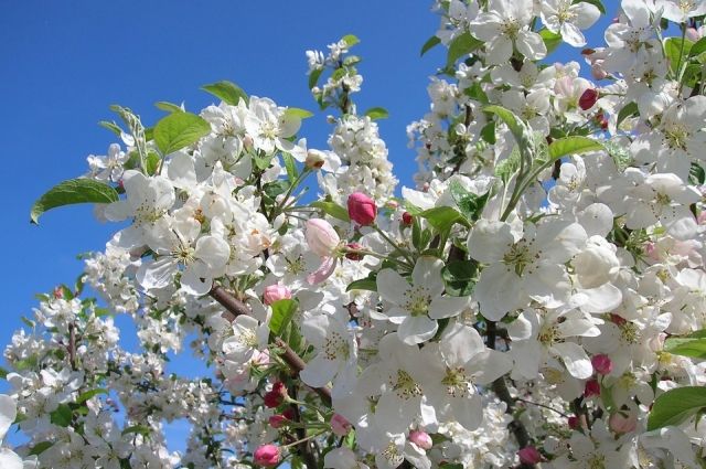 Скоро в Омске зацветут яблони.