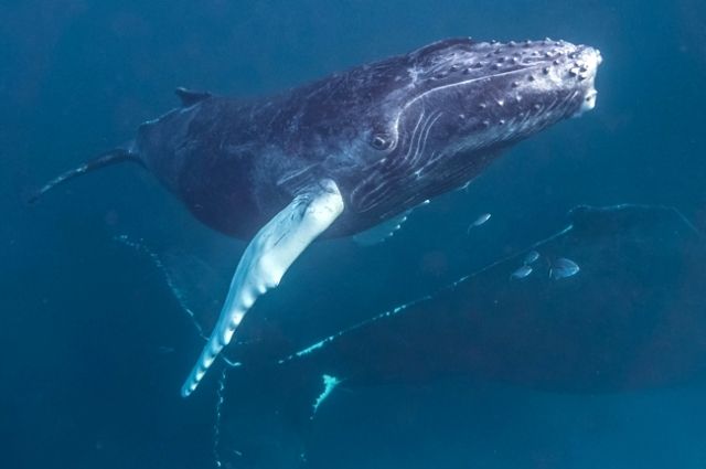 Горбач — довольно крупный кит. Самые крупные особи горбача достигают 17—18 м.