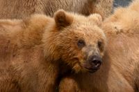 Медведя сняли с дерева и временно поместили на станцию юных натуралистов.