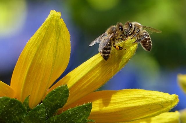 Познавательный цкил лекций о мёде и пчеловодстве рекомендуют взрослым и детям.