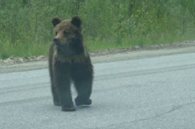 Медведи часто выходят на междугородние трассы 