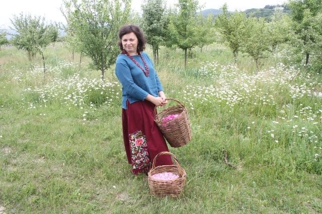 Юлия Осоргина знает, как правильно собирать целебные травы. 