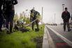 Завершился Зелёный марафон акцией озеленения: на набережной высадили экзотические для Новосибирска многолетние растения – мискантусы (декоративная злаковая трава).