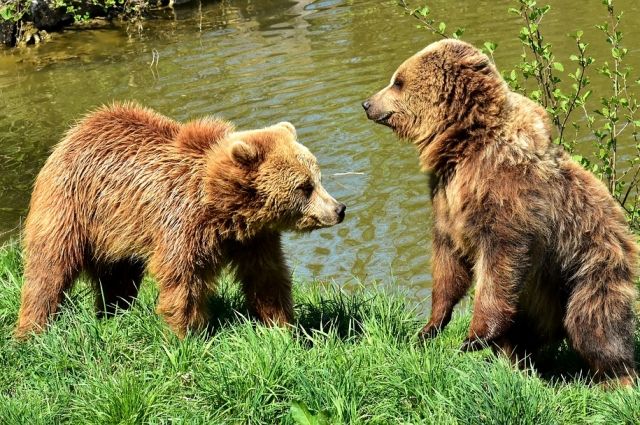 В летний сезон медведи все чаще выходят к людям. Будьте осторожны!