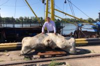 В Балтийском море рыбаки нашли останки кита.