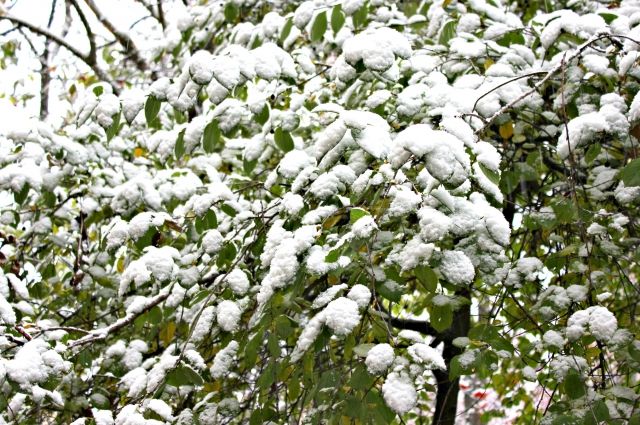 Несмотря на прогнозы синоптиков, снег для многих жителей стал неожиданностью.