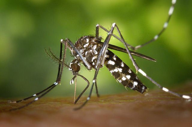 Болезнь может передаваться через укус комаров, мошек, клещей.