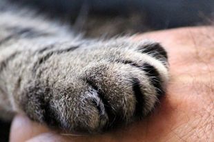 В Тюмени был спасен кот, просидевший на дереве двое суток